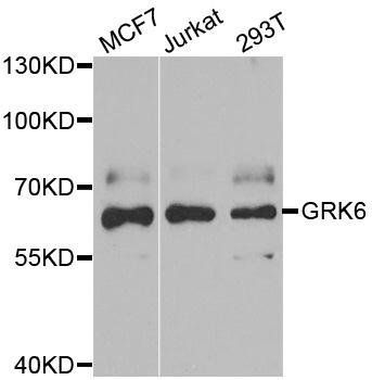 GRK6 antibody