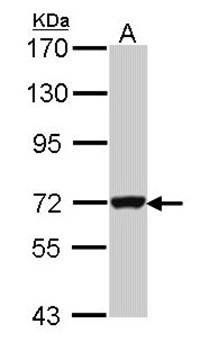 Guanylate-binding protein 3 antibody