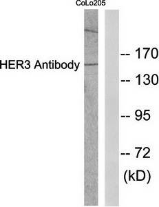 HER3 antibody