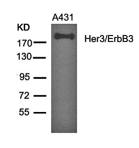 Her3/ErbB3 (Ab328) Antibody
