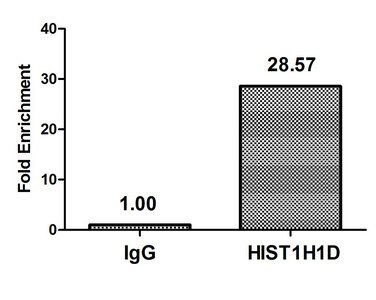 HIST1H1D (phospho-T179) antibody
