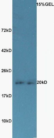 Histone H2B antibody