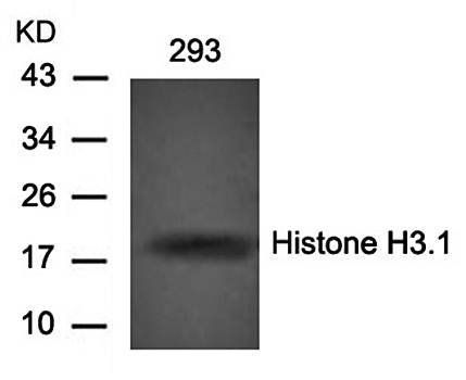 Histone H3.1 (Ab0) Antibody