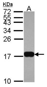 Histone H3.3B antibody