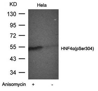 HNF4α (Phospho-Ser304) Antibody