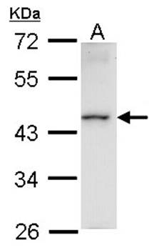 Homeobox-containing protein 1 antibody