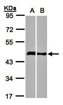 Homerb/c antibody