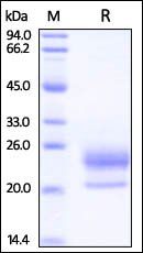 Human Niemann-Pick Type C2 / NPC2 Protein