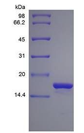 Human IL1 alpha protein