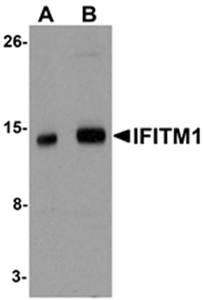 IFITM1 Antibody
