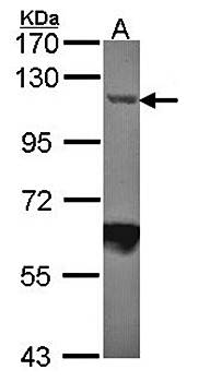 Importin-7 antibody