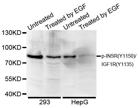 Phospho-INSR-Y1150/IGF1R-Y1135 pAb