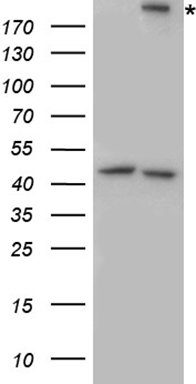 Integrin beta 4 (ITGB4) antibody