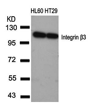 Integrin β3 (Ab-773) Antibody