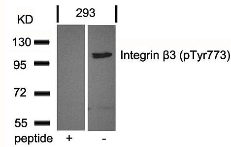 Integrin β3 (Phospho-Tyr773) Antibody
