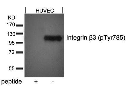 Integrin β3 (Phospho-Tyr785) Antibody