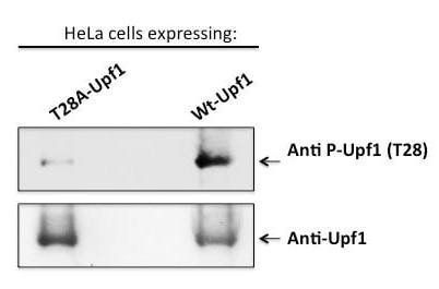 Upf1/Rent1 (phospho-Thr28) antibody
