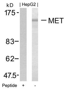 IRS1 (Ab-1349) antibody