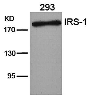 IRS (Ab-636) Antibody