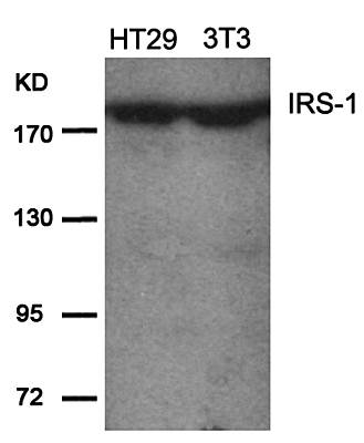 IRS (Ab-639) Antibody