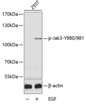 Jak3 (Phospho-Y980/981) antibody