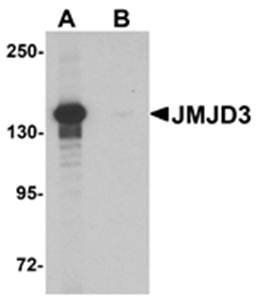 JMJD3 Antibody