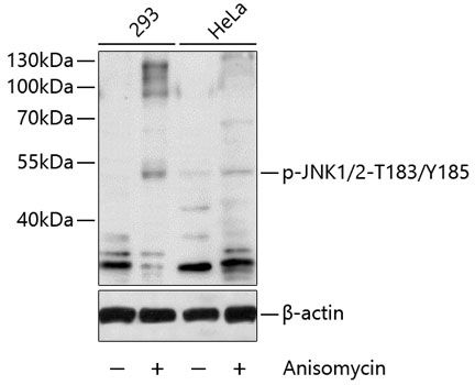 JNK1/2 (Phospho-T183/Y185) antibody