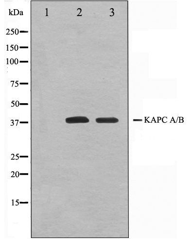 KAPC A/B antibody