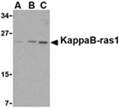 KappaB ras1 Antibody