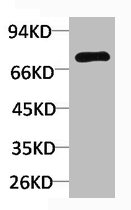 KCNA5 antibody