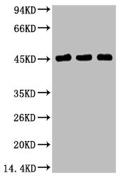 KRT17 antibody