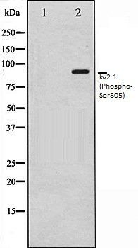 kv2.1 (Phospho-Ser805) antibody