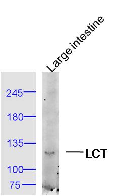 LCT antibody
