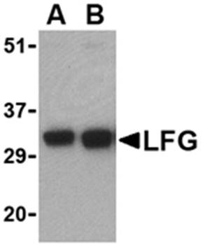 LFG Antibody