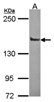 Liprin alpha 1 antibody