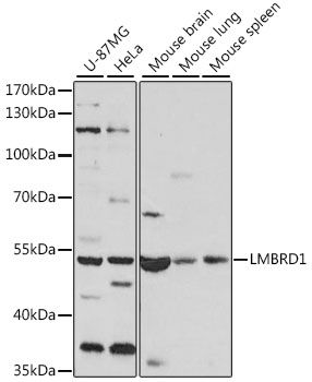 LMBRD1 antibody