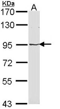 LRP(MVP) antibody