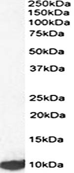 LSM2 antibody