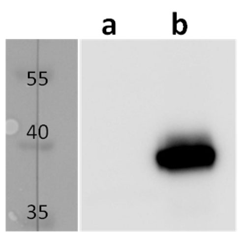 m04 (MCMV) antibody