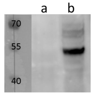 m06 (MCMV) antibody