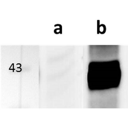 M112-113/E1 (MCMV) antibody