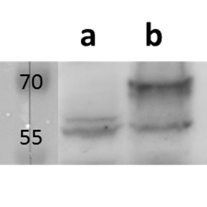 m155 (MCMV) antibody