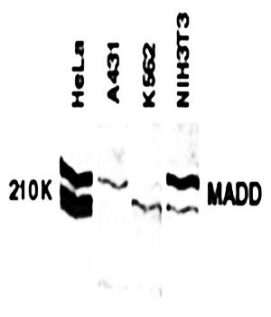 MADD Antibody
