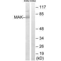 MAK (Ab-159) antibody