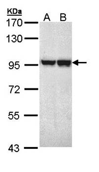 MALT1 antibody
