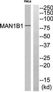 MAN1B1 antibody