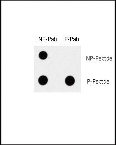 MAP3K7 (phospho-Ser192) antibody