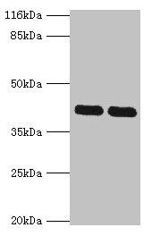 MAPK13 antibody