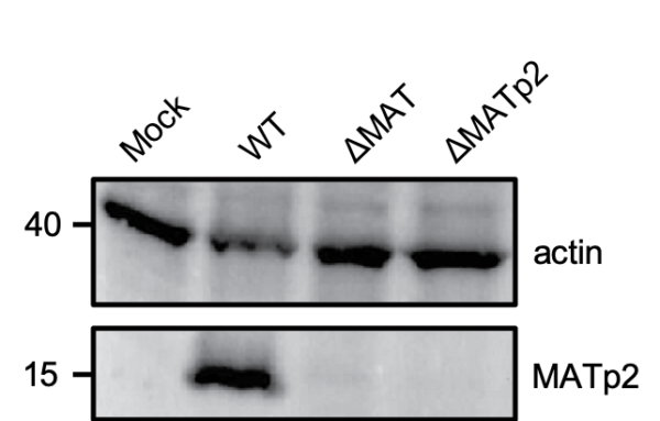 MATp2 (MCMV) antibody