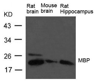 MBP(myelin basic protein) antibody